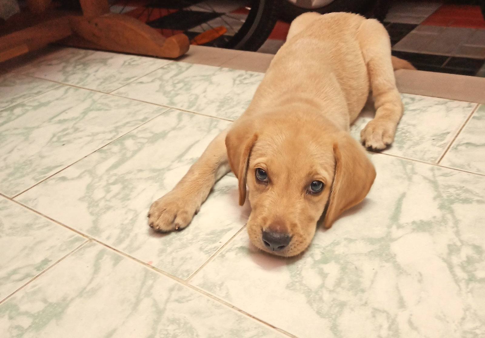 Cachorro de labrador de color arena tumbado en el suelo con las patas estiradas hacia delante