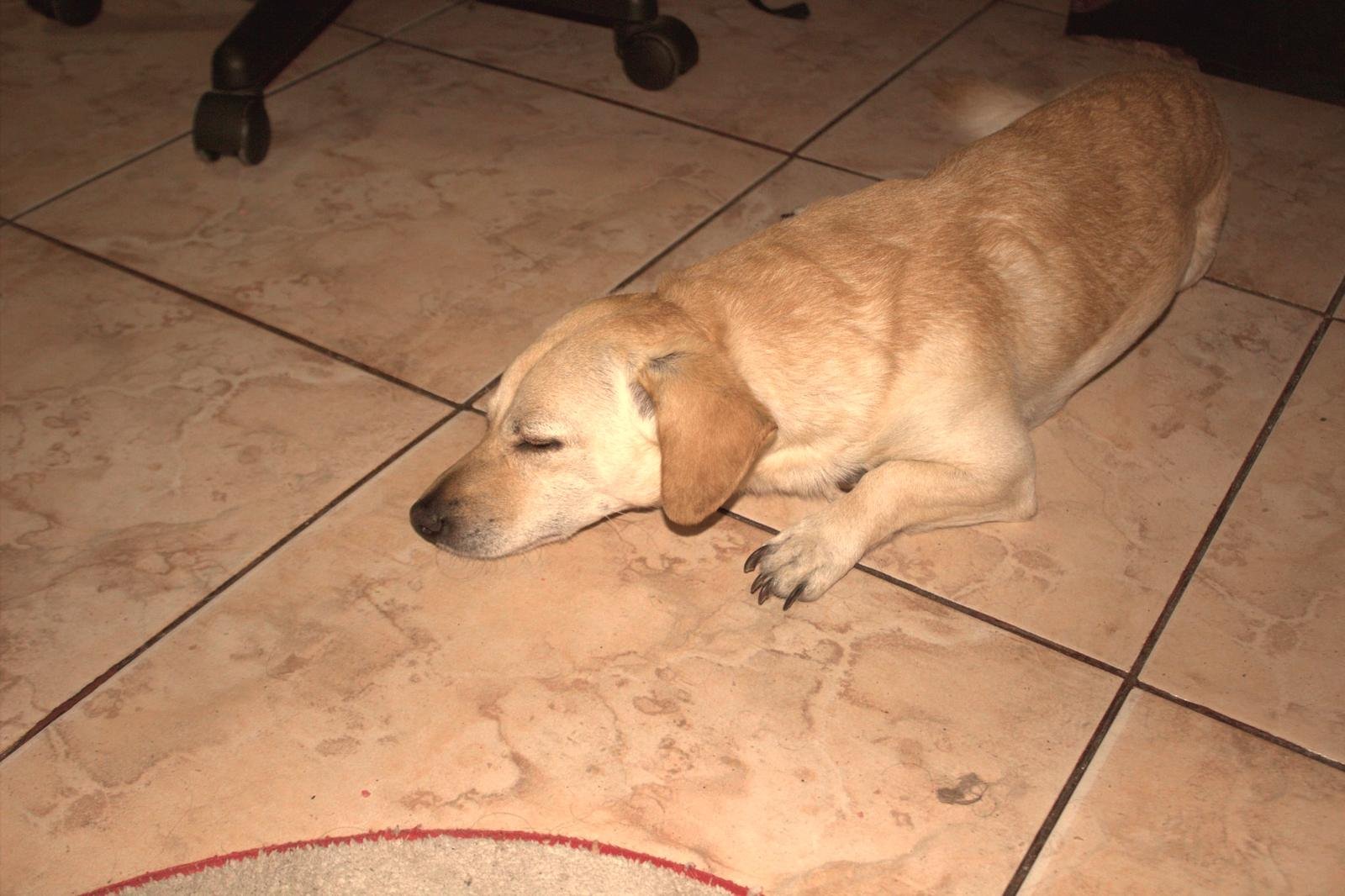Perro de pelaje claro dormido tranquilamente en el suelo de una casa