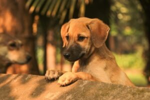 Cachorro marrón apoyado con las patas delanteras en un murete de piedra, mirando tranquilo