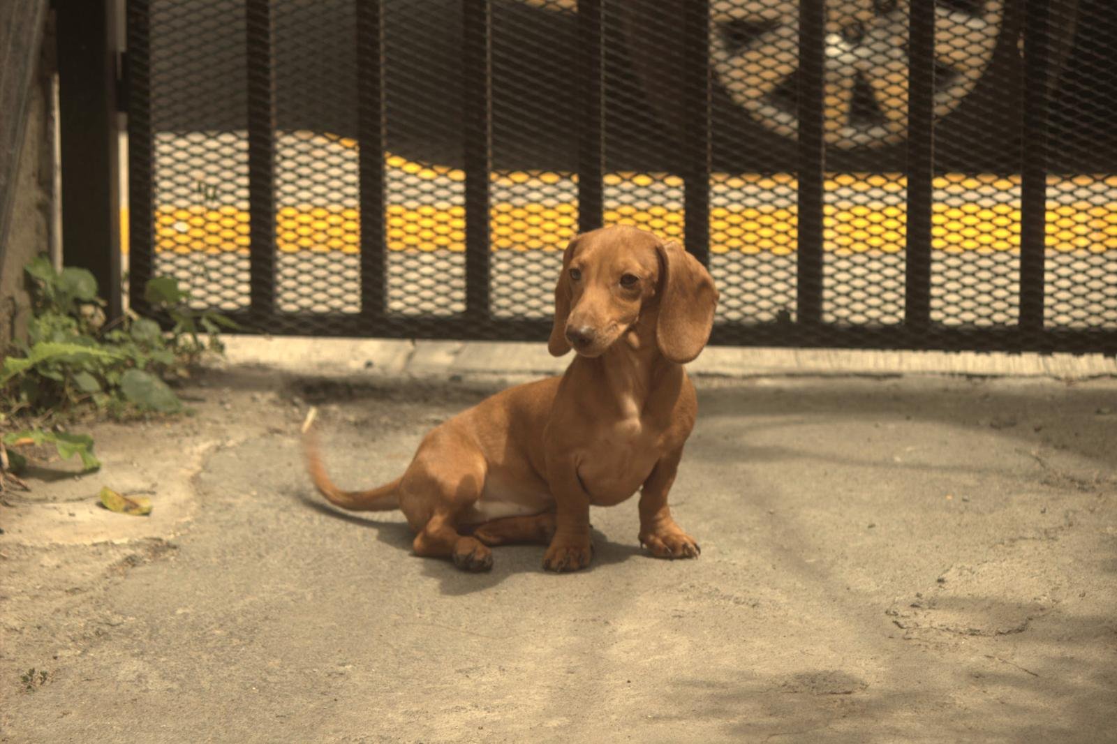 Perro tranquilo delante de la verja Perro salchicha marrón sentado con calma delante de una verja metálica