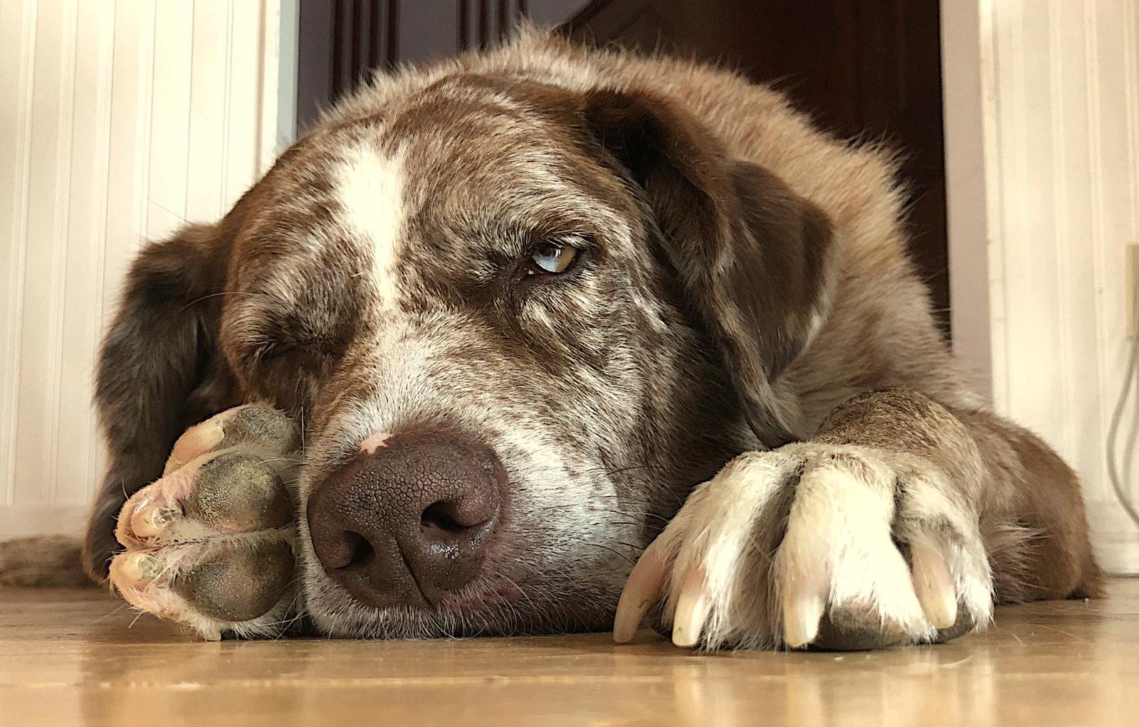 Perro marrón y blanco con la cabeza apoyada en las patas sobre un suelo de madera, medio dormido