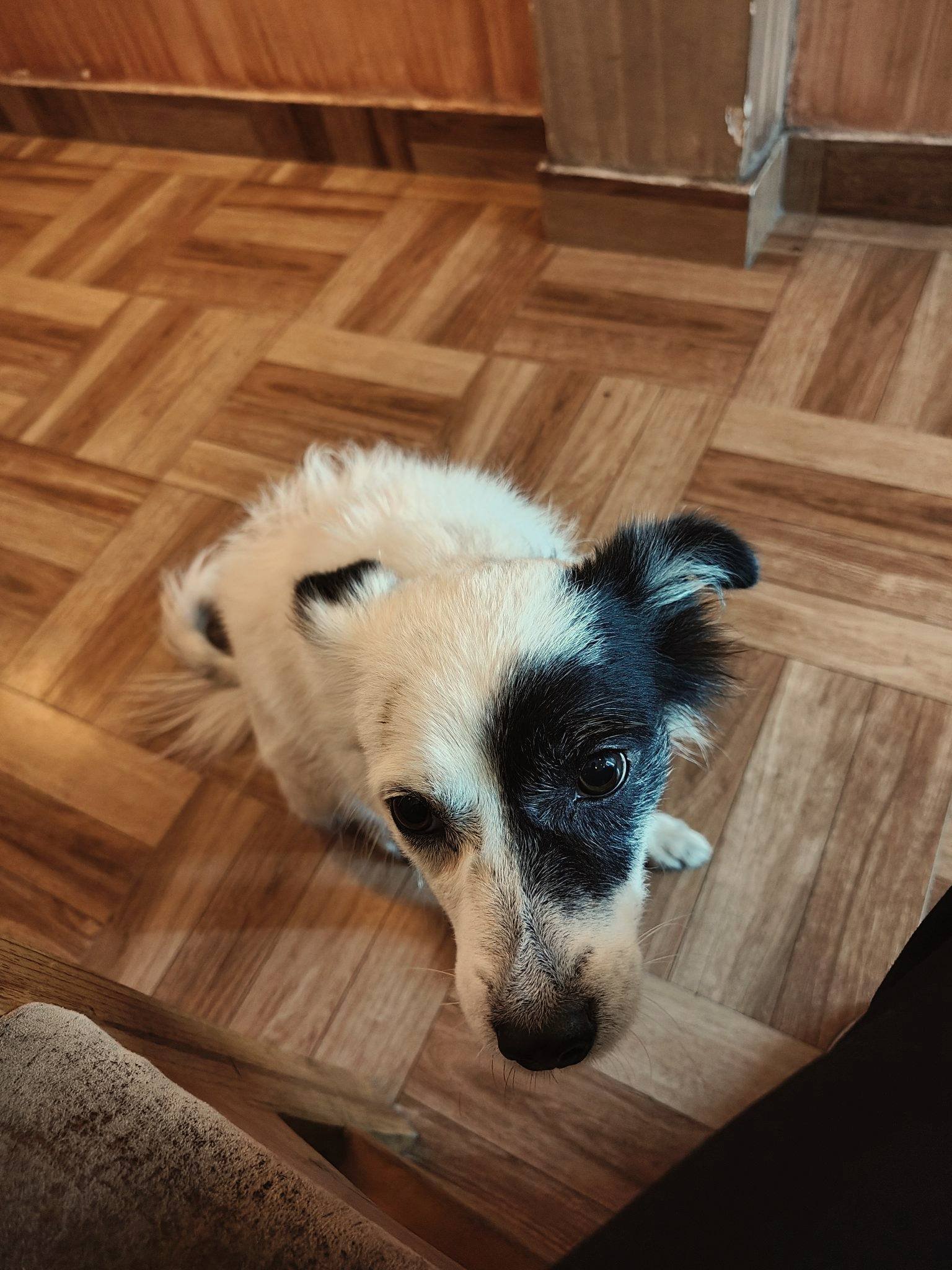 Perro blanco con una mancha negra alrededor de un ojo, tumbado en un suelo de madera y mirando hacia arriba