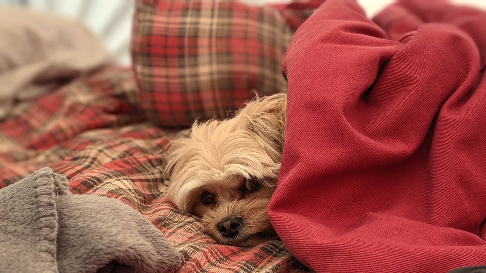 Perro pequeño de pelo largo asomando entre mantas de cuadros rojos, recién despierto
