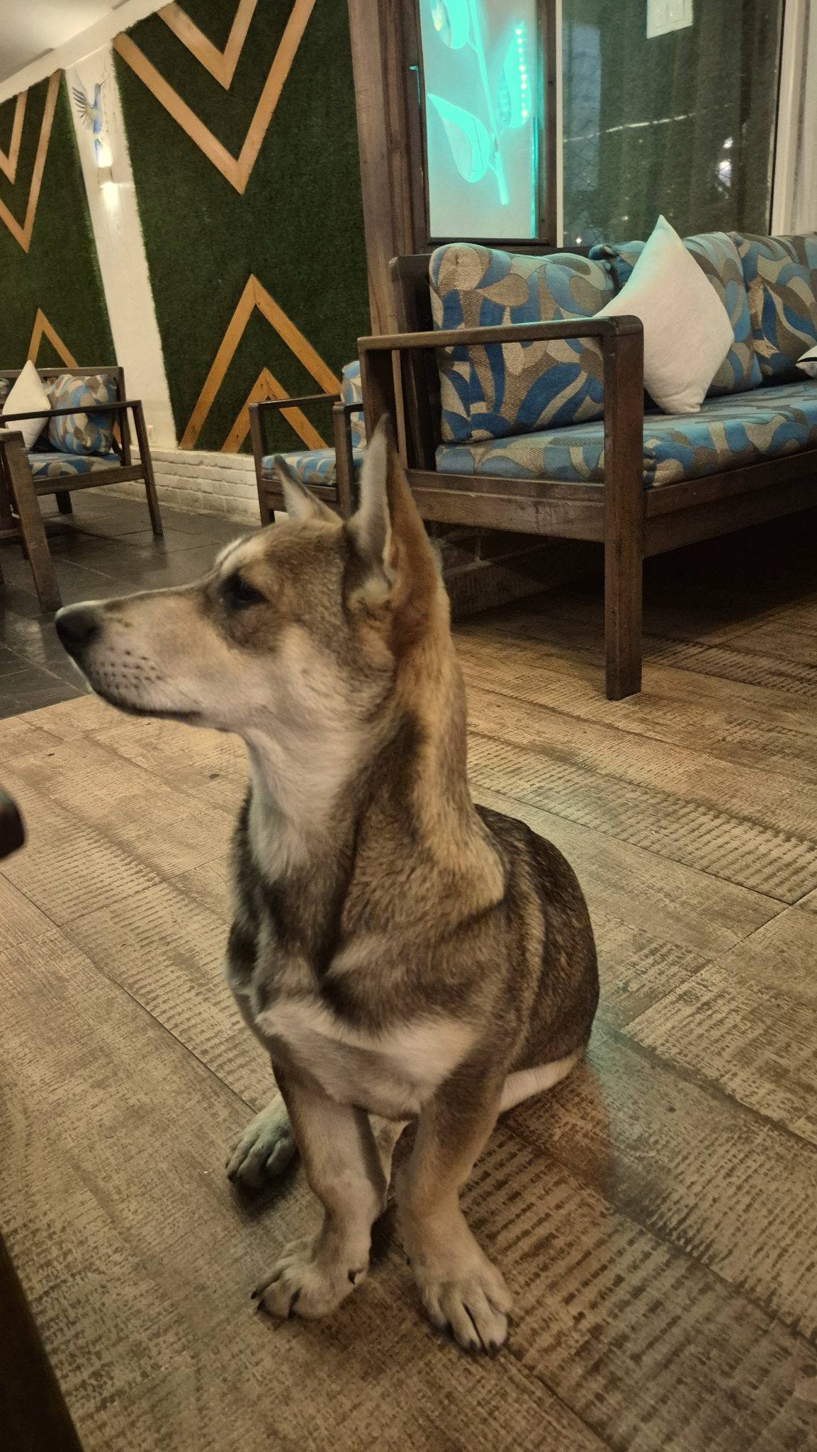 Perro sentado sobre el suelo de madera de un salón, con un sillón y una alfombra al fondo